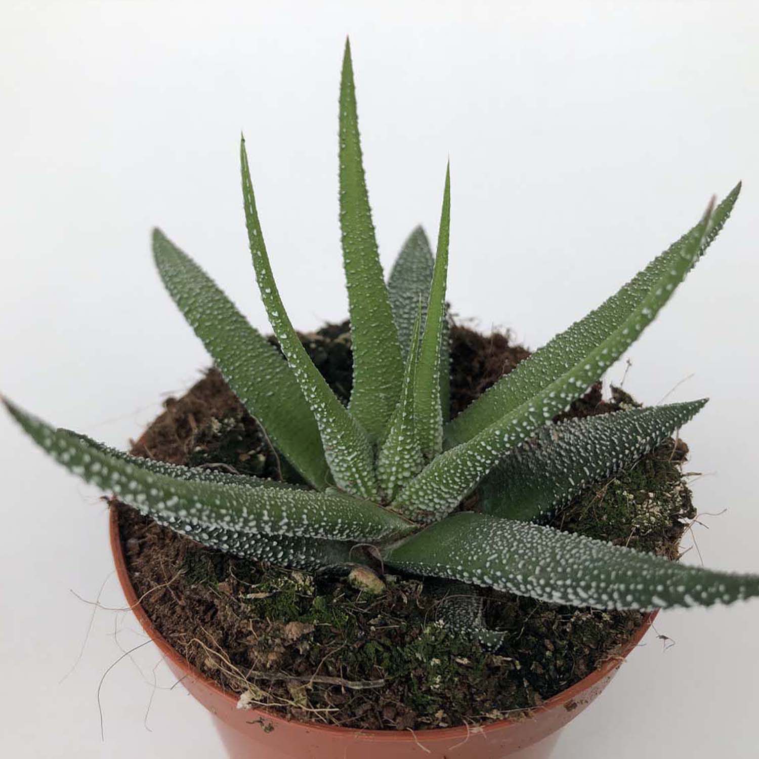 Read more about the article Haworthia concolor