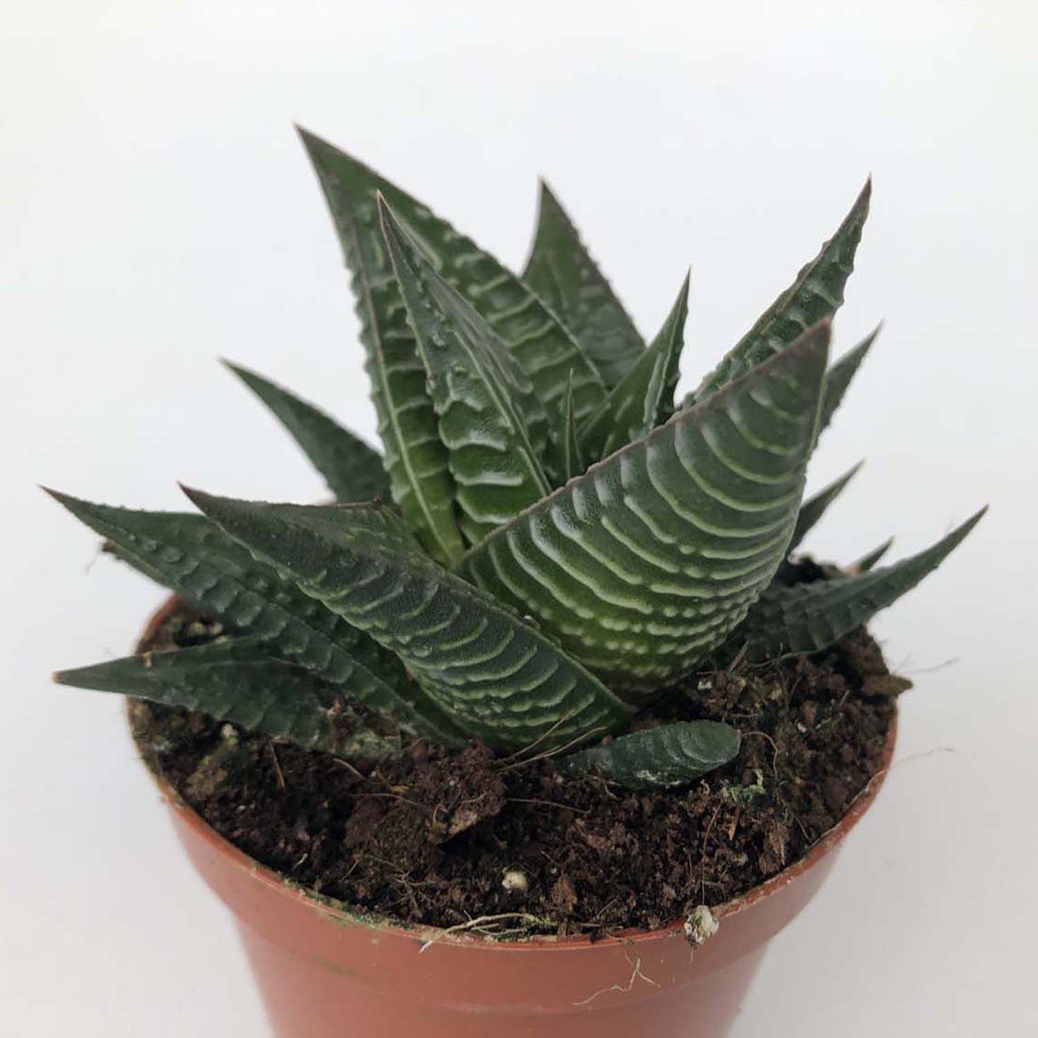 Read more about the article Haworthia limifolia
