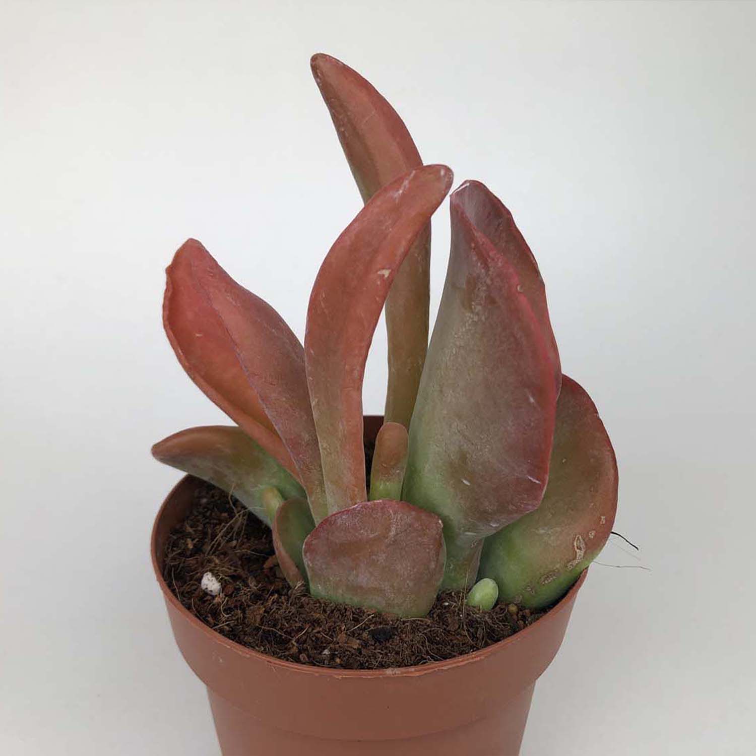 You are currently viewing Kalanchoe oricula