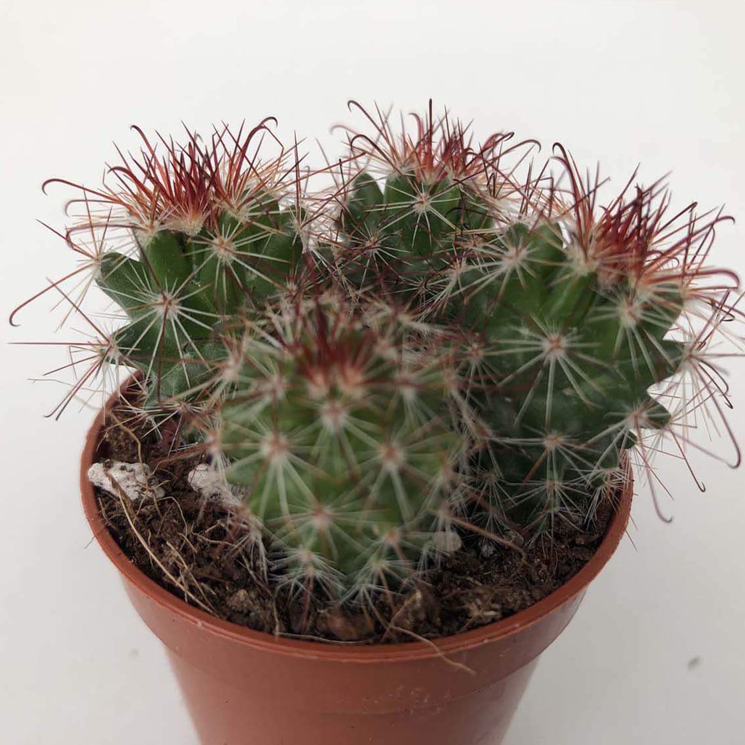 You are currently viewing Mamillaria ginsa-maru