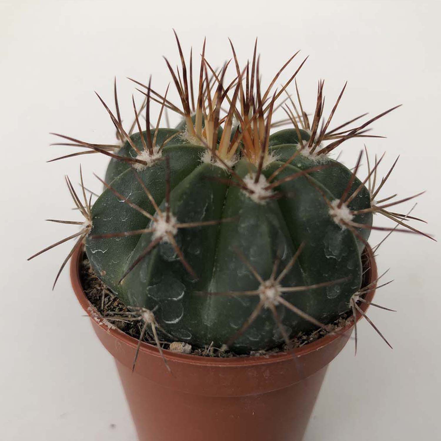 You are currently viewing Melocactus neryii
