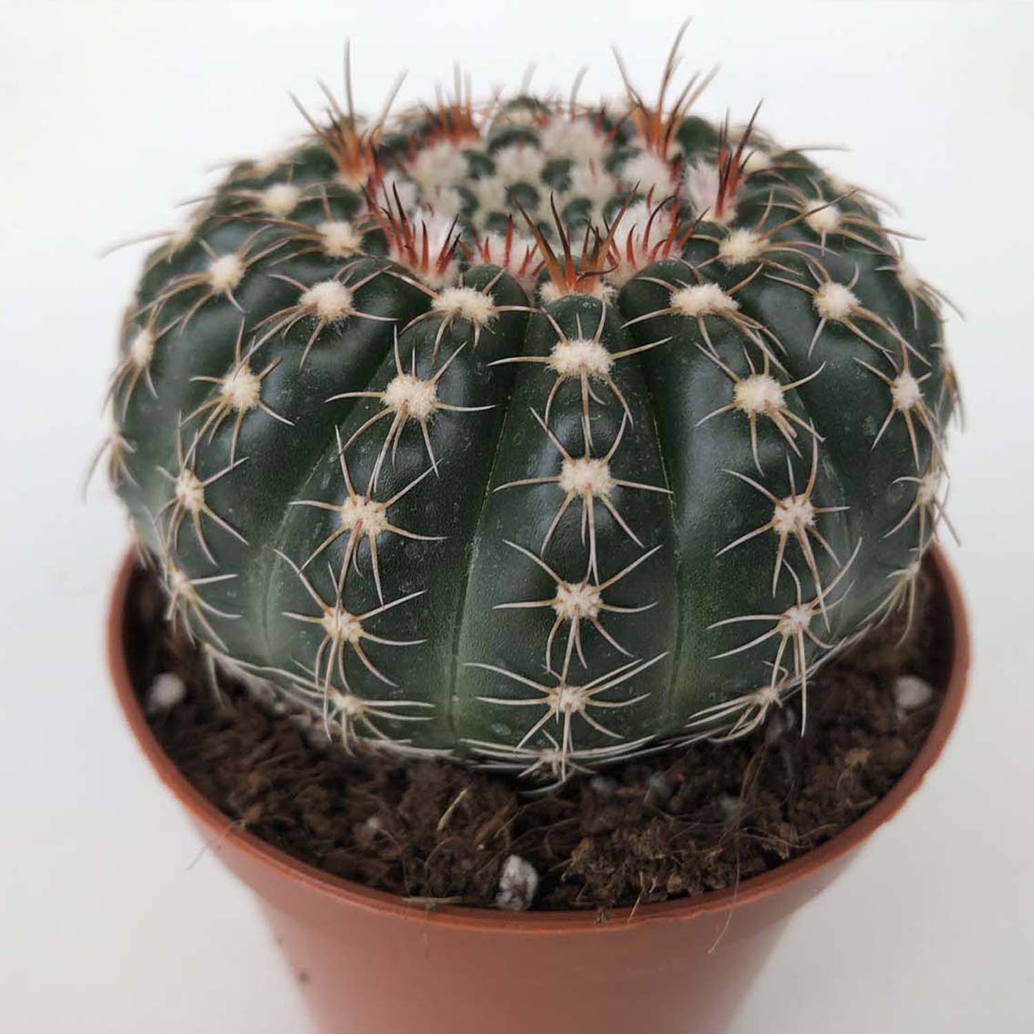 Read more about the article Notocactus uebelmanianus