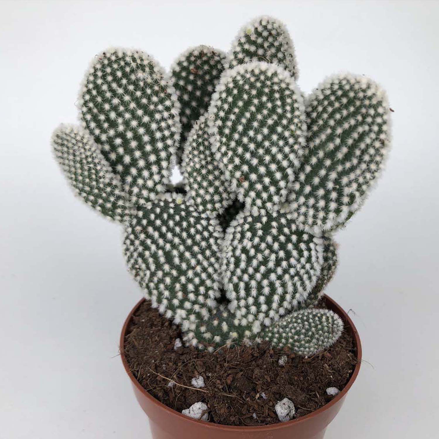 Read more about the article Opuntia microdasys