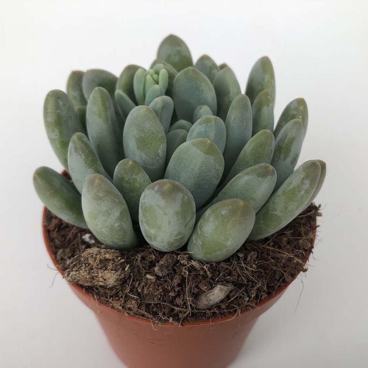 You are currently viewing Pachyveria clavifolia