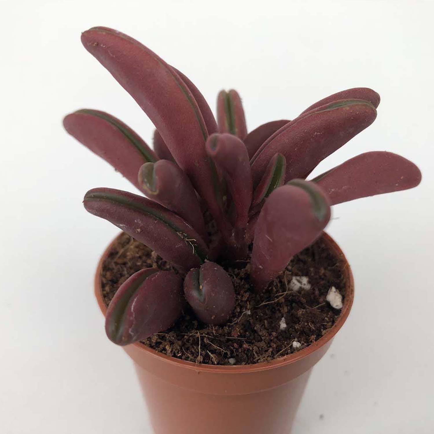 You are currently viewing Peperomia graveolens