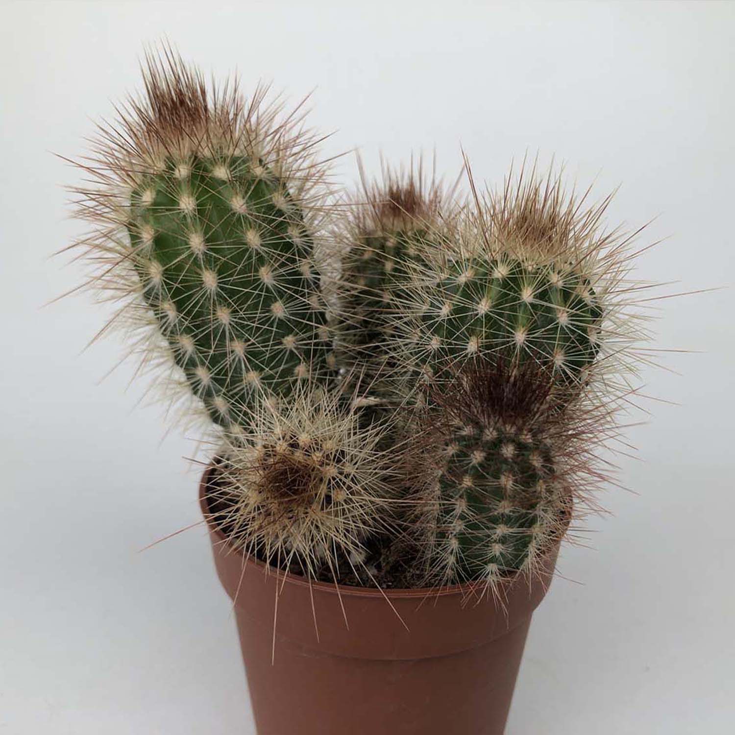 You are currently viewing Pilosocereus braunii