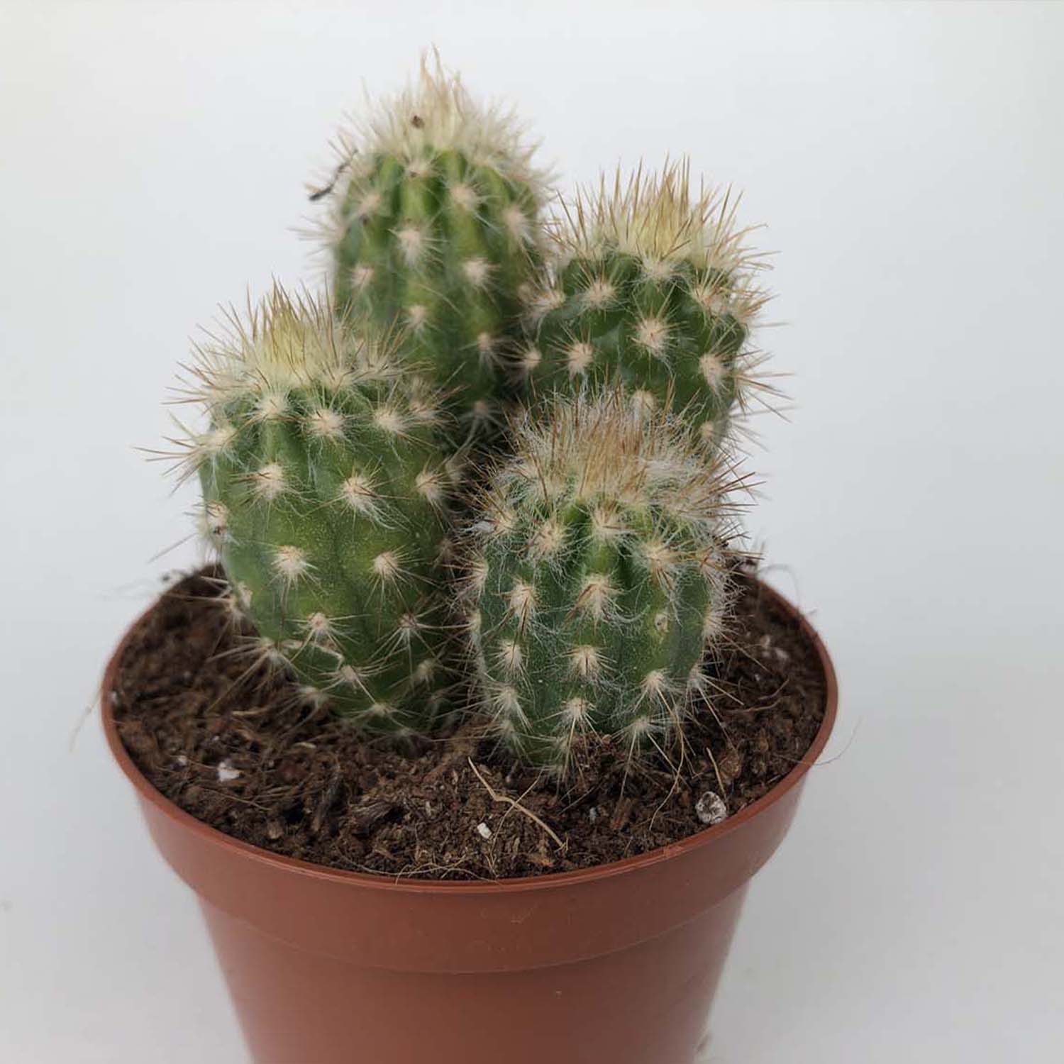 You are currently viewing Pilosocereus gounelii