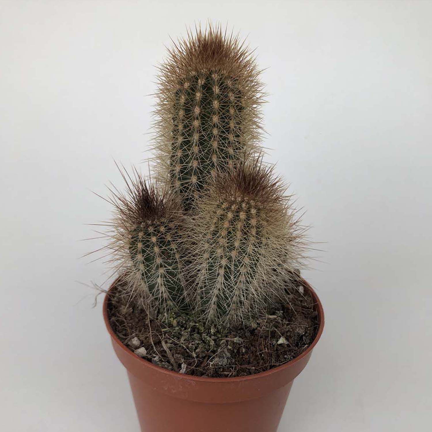 You are currently viewing Pilosocereus piauhyensis