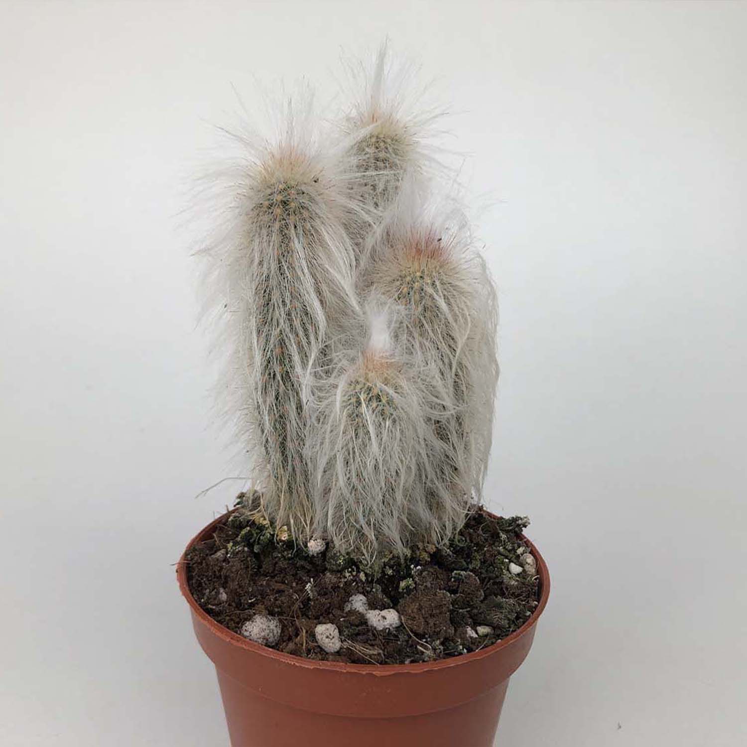 You are currently viewing Thrixanthocereus calvitum