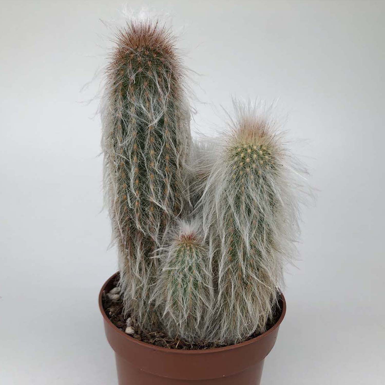 You are currently viewing Thrixanthocereus senilis